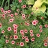 Potentilla nepalska miss wilmont, legenda, ognisty płomień: wyrastanie z nasion w domu, zdjęcia, recenzje